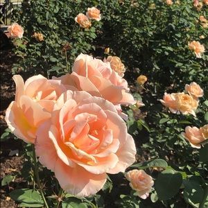 Meet your Posher, Elisa